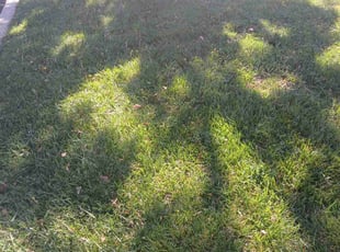 Stephanie A.'s Yard Cutting service result