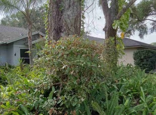 Bush Trimming by Raymone Wimpye El for Raquel N. in Lutz, FL