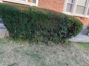 Bush Trimming by Jhon Reyes for James R. in Philadelphia, PA