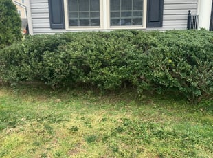 Bush Trimming by Jeff Miller for Paul M. in North Chesterfield, VA