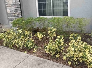 Bush Trimming by Leonardo Nogueras for David Z. in Davenport, FL