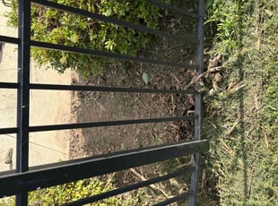 Weeding by Nick Whipkey for Robert C. in Hickory, NC