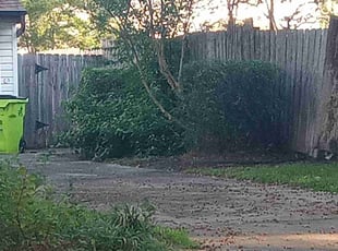 Bush Trimming by Jamell Mcgee for Joan P. in Spring, TX