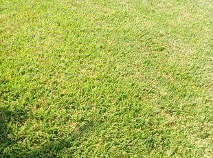 Torion H.'s Lawn Service service result