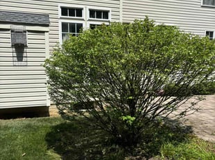 Bush Trimming by Mateo Brown for Hugh T. in Bowie, MD