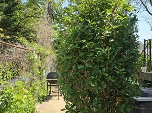 Bush Trimming by Artavius Clark for Anthony J. in Washington, DC
