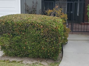 Bush Trimming by Bernardo Arroyo for Alexis B. in Los Alamitos, CA