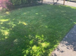 Dominic W.'s Lawn Mowing service result