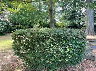 Bush Trimming by Bryan Oren for Elizabeth T. in Norfolk, VA