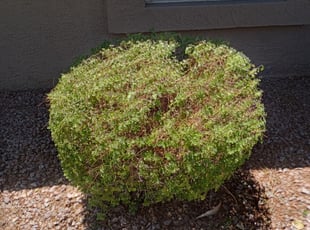 Bush Trimming by Jacob Tyler for Eddie L. in Scottsdale, AZ