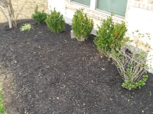 Weeding by Jeremy Scherwitz for Gilbert f. in Katy, TX