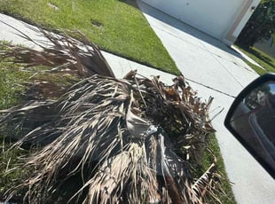 Bush Trimming by Bryce Meek for Dagoberto S. in Wesley Chapel, FL