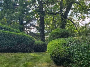 Bush Trimming by Douglas Rivas for Arnold Thomas B. in Washington, DC