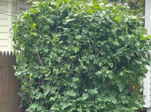 Terry D.'s Bush Trimming service result