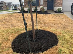 Mulching by Pablo Gonzalez for Alyssa H. in Georgetown, TX