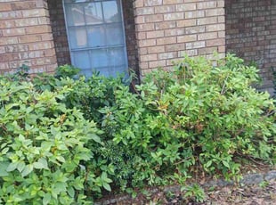 Bush Trimming by Sidney Gleason Jr for Nicole G. in New Orleans, LA