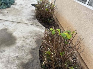 Bush Trimming by Fernando Gomez Rodriguez for Rufus C. in Los Angeles, CA