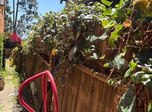 William G.'s Bush Trimming service result