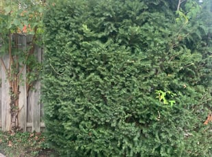 Bush Trimming by Edgar Hernandez for Tacy S. in Columbus, OH