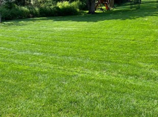 Amina M.'s Lawn Mowing service result