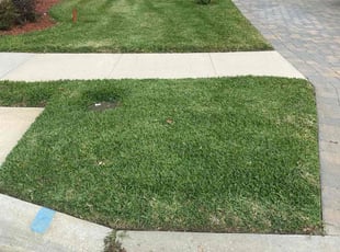 Frank H.'s Lawn Mowing service result