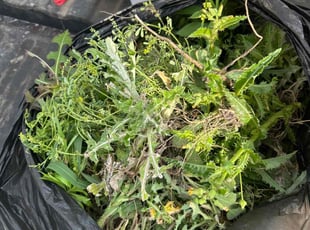 Weeding by Bobby Green for Kat K. in Kyle, TX