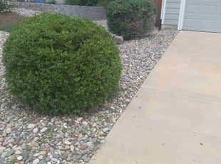 Bush Trimming by Mike Kipp for Lori B. in Colorado Springs, CO