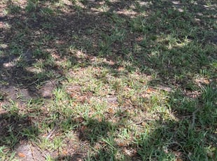 Leaf Removal by Patrick Paul for Dawn H. in Clermont, FL