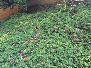 Chris L.'s Flower Bed Weeding service result