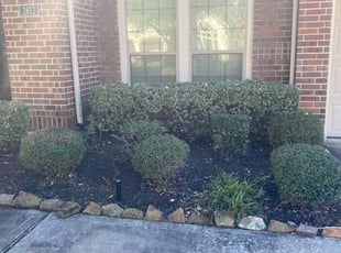 Weeding by Agapito Rivera for Jacklin S. in Pearland, TX