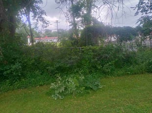 Mohammad H.'s Bush Trimming service result