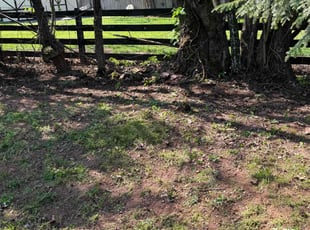 Leaf Removal by Eduardo Guzman for Craig F. in Ashburn, VA