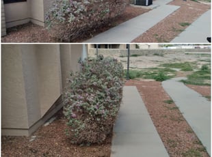 Bush Trimming by Daniel Marquez for Kaitlyn H. in El Paso, TX