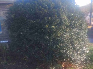 Bush Trimming by Donald Pilgrim for Rose J. in Drexel Hill, PA