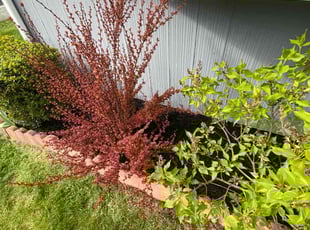 Mulching by Leroy Green II for John A. in Columbus, OH