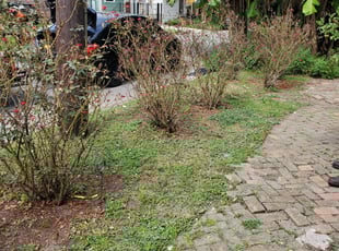 Bush Trimming by Jaymie Lewis for John P. in New Orleans, LA