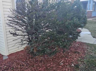 Bush Trimming by Robert Dowdy for Margaux V. in Milwaukee, WI