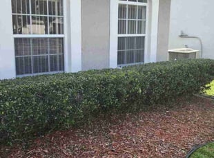 Bush Trimming by Wayne Poole for Tabitha N. in Orlando, FL