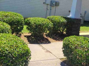 Bush Trimming by Denise Santana for Antwan S. in Cartersville, GA