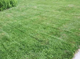 joseph F.'s Lawn Maintenance service result