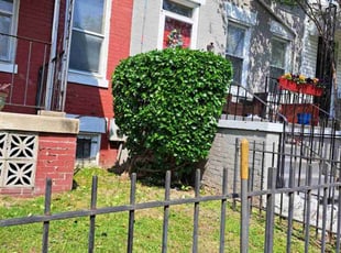 Bush Trimming by Jose Paz for Lawrence S. in Washington, D.C., DC