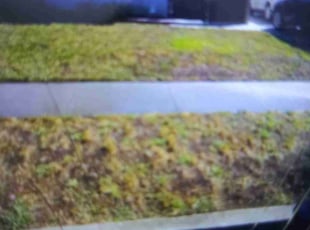 BILLY JOE S.'s Bush Trimming service result