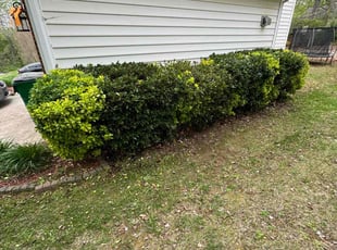 Bush Trimming by Quincy D. for Christian W. in Charlotte, NC