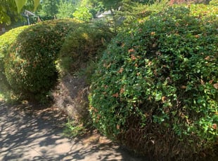 Bush Trimming by Antonio Ortega for Will H. in Portland, OR