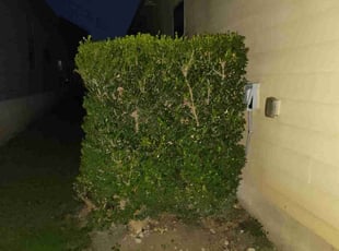 Bush Trimming by Mark Carrizales for Joseph C. in San Antonio, TX