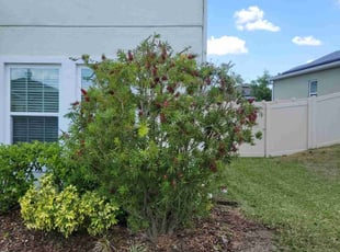 Bush Trimming by Carlos Martinez for Sarah S. in Davenport, FL