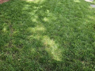 Cole K.'s Grass Cutting service result