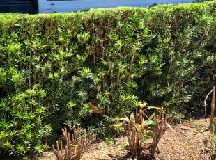 Bush Trimming by Leandro Lobo for Sasha B. in Orlando, FL