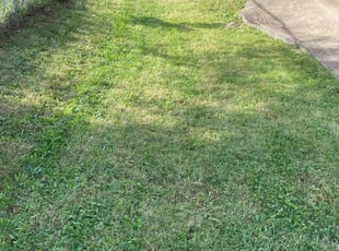 Cameron F.'s Lawn Maintenance service result
