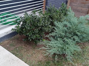 Weeding by Michael Knerr for Daniel D. in Nashville, TN